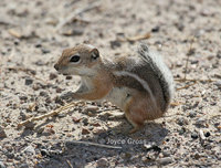: Ammospermophilus nelsoni; Nelson's Antelope Squirrel