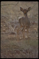 : Madoqua guentheri; Guenther's Dik-dik