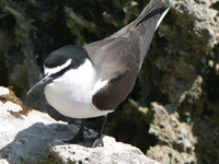: Sterna anaethetus; Bridled Tern