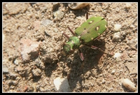 : Cicindela campestris