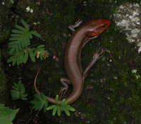 : Eumeces laticeps