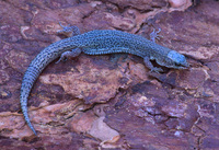 : Xantusia vigilis; Desert Night Lizard