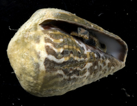 : Conus chaldeus