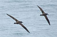 Black-footed Albatross. 14 October 2006. Photo by Earl Orf