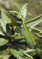 Calotes calotes  photo