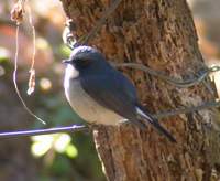 Slaty-blue Flycatcher (Ficedula tricolor) 2005. január 14. Sat Tal