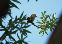때까치 [bull-headed shrike]