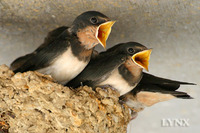Barn Swallow 家燕