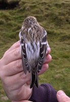 Iceland redpoll