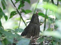 Zigzag Heron Zebrilus undulatus, Napo Wildlife Center, Ecuador - Jan, 2007 © Lou Hegedus