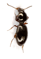 Dyschiriodes chalceus