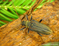 Oxymirus cursor var. lineatus