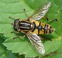 Helophilus pendulus
