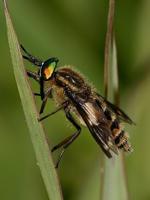 Chrysops caecutiens