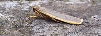 Eilema complana - Scarce Footman