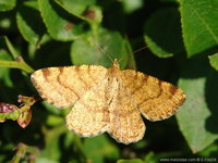 Macaria liturata - Tawny-barred Angle