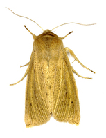 Rhizedra lutosa - Large Wainscot