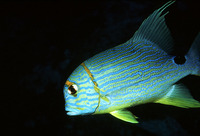 Symphorichthys spilurus, Sailfin snapper: fisheries, aquarium
