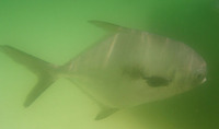 Trachinotus falcatus, Permit: fisheries, aquaculture, gamefish, aquarium