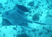 Dasyatis americana, Southern stingray: fisheries, gamefish