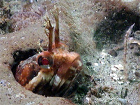 Neoclinus uninotatus, Onespot fringehead: