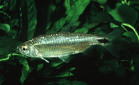 Brycinus sadleri, Sadler's robber: fisheries