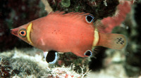 Wetmorella nigropinnata, Sharpnose wrasse: aquarium