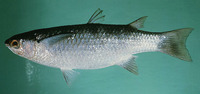 Oedalechilus labiosus, Hornlip mullet: bait