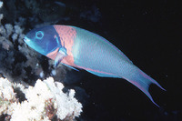 Thalassoma duperrey, Saddle wrasse: aquarium