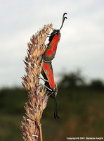 Zygaena punctum