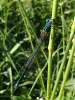 Lestes dryas - Scarce Emerald Damselfly