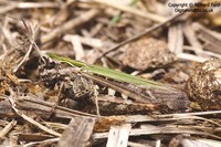 Omocestus rufipes - Woodland Grasshopper