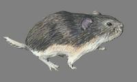 Image of: Alticola argentatus (silver mountain vole)