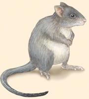 Image of: Bettongia penicillata (brush-tailed bettong)