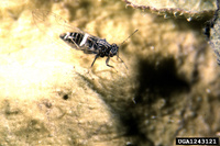 Bactericera cockerelli