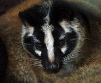 Image of: Paguma larvata (masked palm civet)