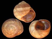 Helix cincta