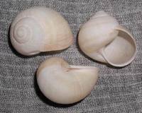 Helix lutescens