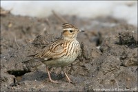 Lullula arborea - Woodlark