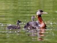 Podiceps grisegena - Red-necked Grebe