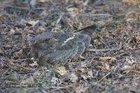 Image of: Caprimulgus asiaticus (Indian nightjar)