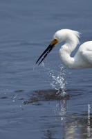 Image of: Egretta thula (snowy egret)