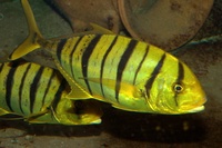 Gnathanodon speciosus - Golden trevally