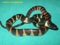 Image of: Oxyrhopus petola (calico snake)