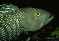 Centropristis striata - Black Sea Bass