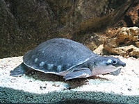 Carettochelys insculpta - Fly River Turtle