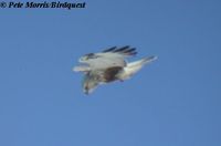 Rough-legged Buzzard - Buteo lagopus