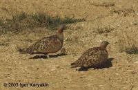 Black-bellied Sandgrouse - Pterocles orientalis