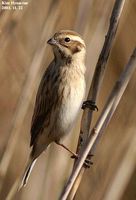 Reed Bunting - Emberiza schoeniclus