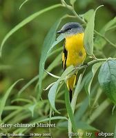 Grey-chinned Minivet - Pericrocotus solaris